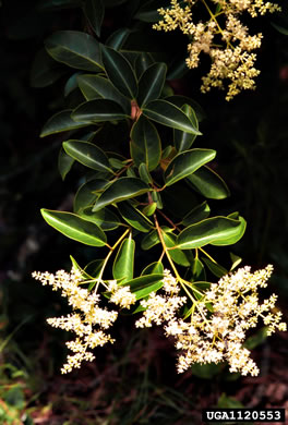 image of Ligustrum lucidum, Glossy Privet, Broadleaf Privet