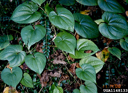 image of Dioscorea bulbifera, Air Yam, Air Potato