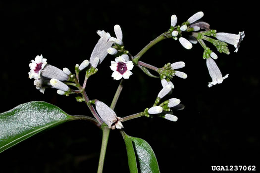 image of Paederia foetida, Skunkvine