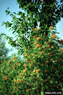 image of Sorbus aucuparia ssp. aucuparia, European Mountain-ash, Rowan