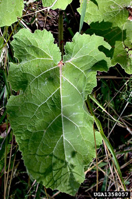 image of Arctium minus, Lesser Burdock, Common Burdock