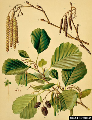 drawing of Alnus glutinosa, Black Alder, European Alder