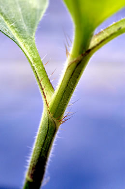 image of Commelina benghalensis, Tropical Spiderwort, Benghal Dayflower