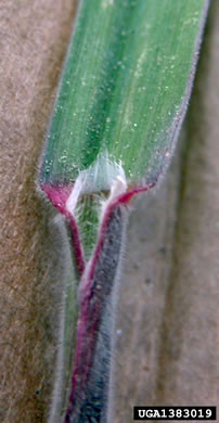 image of Bromus tectorum, Downy Brome, Downy Chess, Downy Cheat, Cheatgrass