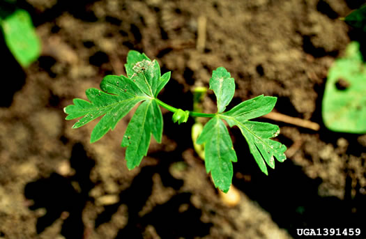 image of Cardiospermum halicacabum, Balloonvine, Love-in-a-puff, Heartseed