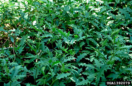 image of Solanum tampicense, Wetland Nightshade, Aquatic Soda Apple