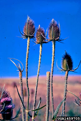 image of Dipsacus fullonum, Wild Teasel, Common Teasel