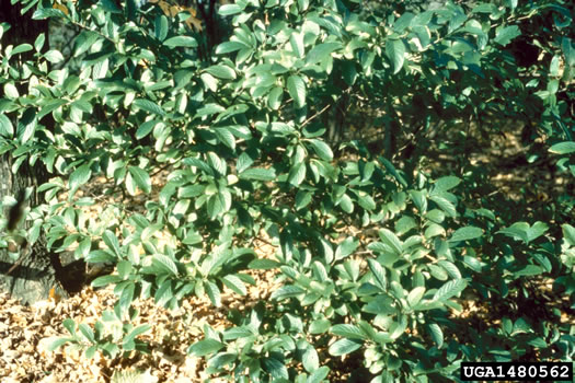 image of Viburnum sieboldii, Siebold's Viburnum