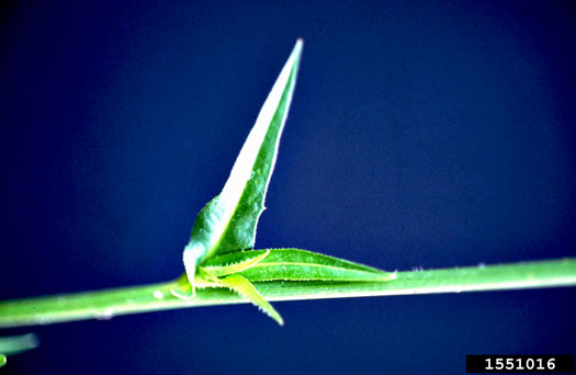 image of Cichorium intybus, Chicory, Blue-sailors, Succory