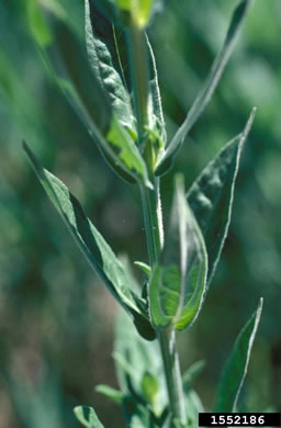 image of Lythrum salicaria, Purple Loosestrife