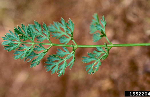 image of Daucus carota ssp. carota, Queen Anne's Lace, Wild Carrot, Bird's Nest