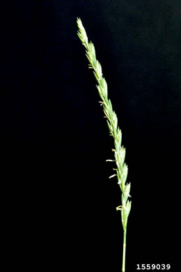 spikelet