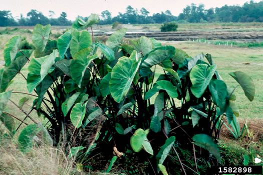 Colocasia esculenta, Elephant's-ear, Taro, Dasheen