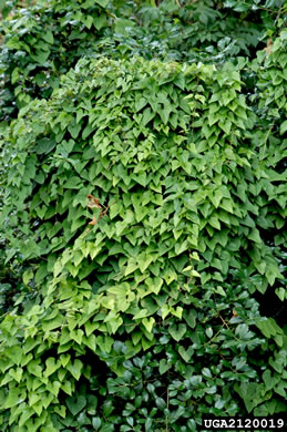 image of Dioscorea polystachya, Cinnamon Vine, Chinese Yam