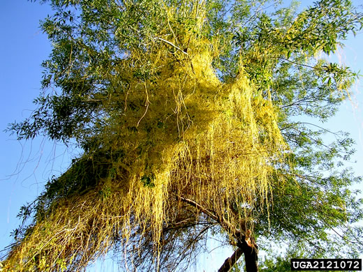 image of Cuscuta japonica, Japanese Dodder