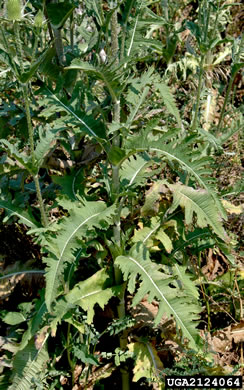 image of Dipsacus laciniatus, Cutleaf Teasel