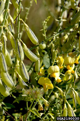 image of Crotalaria spectabilis, Showy Rattlebox