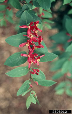 image of Lonicera tatarica, Tatarian Honeysuckle