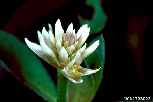 image of Alternanthera philoxeroides, Alligator-weed