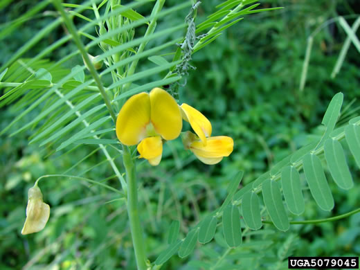 image of Sesbania herbacea, Bigpod Sesbania, Coffee-weed, Indigo-weed, Hemp Sesbania