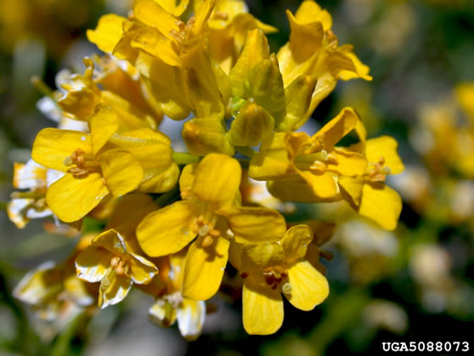 image of Barbarea vulgaris, Yellow Rocket-cress, Common Winter-cress, Yellow Rocket, Creasy