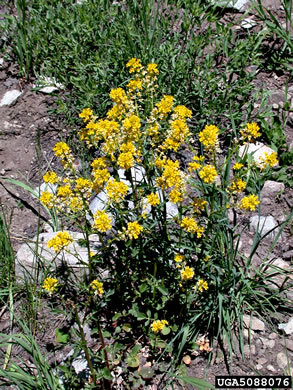 image of Barbarea vulgaris, Yellow Rocket-cress, Common Winter-cress, Yellow Rocket, Creasy