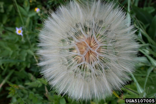 image of Tragopogon dubius, Vegetable-oyster, Yellow Salsify, Western Salsify, Yellow Goatsbeard