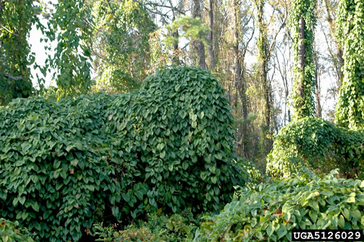 image of Dioscorea alata, Water Yam, White Yam, Great Yam, Winged Yam