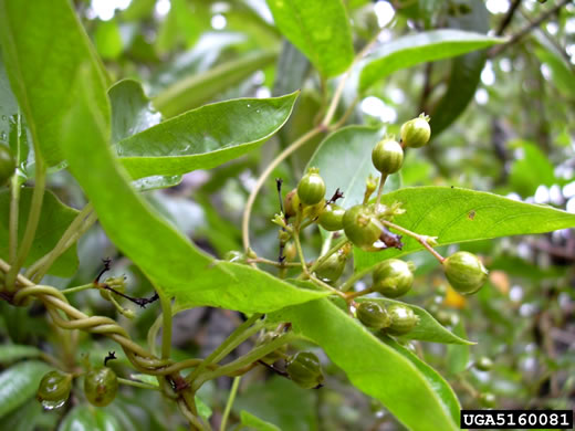 image of Paederia foetida, Skunkvine