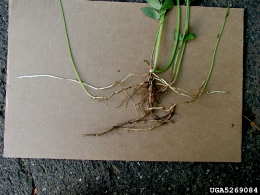 image of Aegopodium podagraria, Goutweed, Bishop's Weed