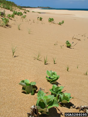 image of Vitex rotundifolia, Beach Vitex, Roundleaf Chaste-tree