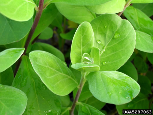 image of Vitex rotundifolia, Beach Vitex, Roundleaf Chaste-tree