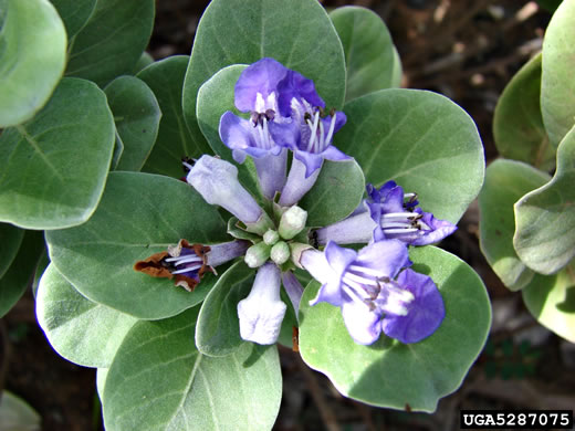 image of Vitex rotundifolia, Beach Vitex, Roundleaf Chaste-tree