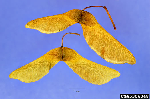 image of Acer platanoides, Norway Maple