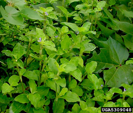 image of Commelina benghalensis, Tropical Spiderwort, Benghal Dayflower