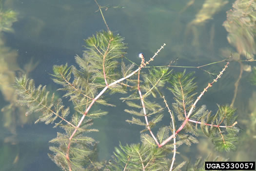 image of Myriophyllum spicatum, Eurasian Water-milfoil