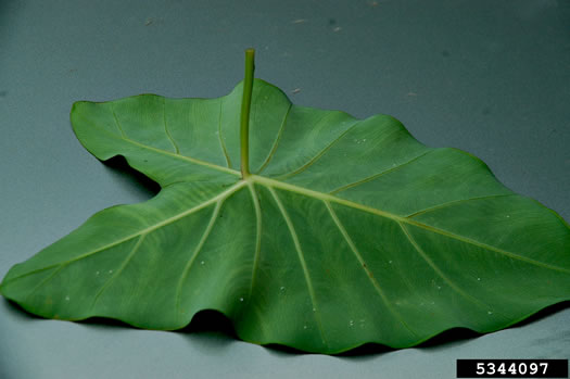 Colocasia esculenta, Elephant's-ear, Taro, Dasheen