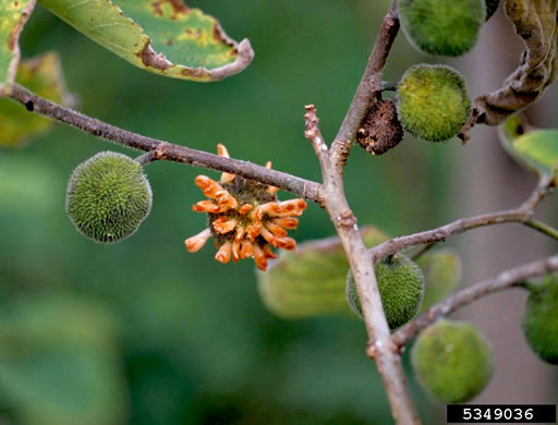 image of Broussonetia papyrifera, Paper Mulberry