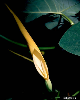 Colocasia esculenta, Elephant's-ear, Taro, Dasheen