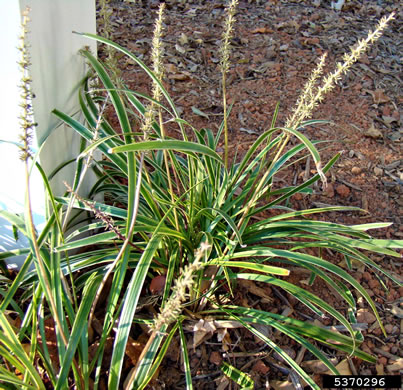 image of Liriope muscari, Liriope, Big Blue Lily-turf