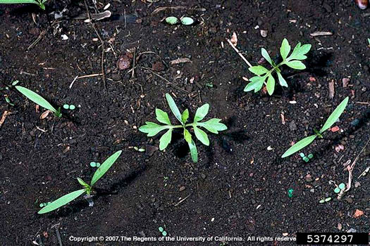 image of Bidens pilosa, Hairy Beggarticks