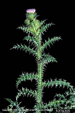 image of Carduus acanthoides ssp. acanthoides, Plumeless Thistle, Spiny Plumeless-thistle, Broad-winged Thistle