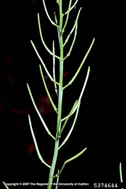 image of Barbarea vulgaris, Yellow Rocket-cress, Common Winter-cress, Yellow Rocket, Creasy