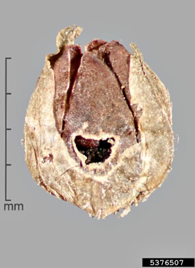 image of Limnophila sessiliflora, Asian Marshweed