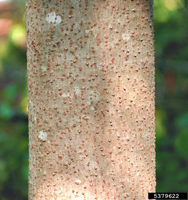 image of Vernicia fordii, Tung-oil Tree