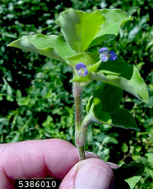 image of Commelina benghalensis, Tropical Spiderwort, Benghal Dayflower