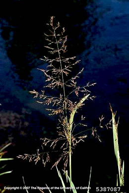 image of Agrostis stolonifera, Creeping Bentgrass