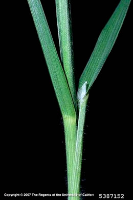 image of Bromus catharticus var. catharticus, Rescue Grass