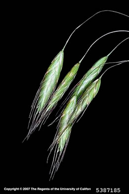 image of Bromus arvensis, Field Brome