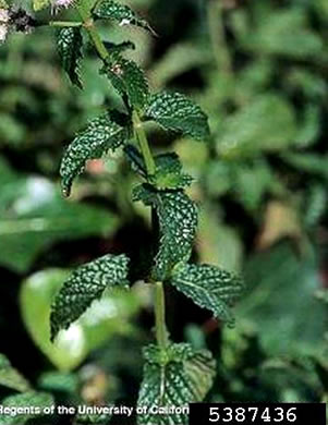 image of Mentha spicata var. spicata, Spearmint